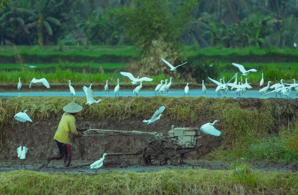 Griya Sriwedari Otel Ubud Dış mekan fotoğraf